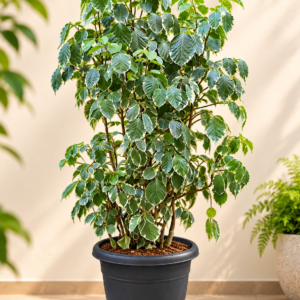 Ficus Benjamina Variegata – Planta Ornamental